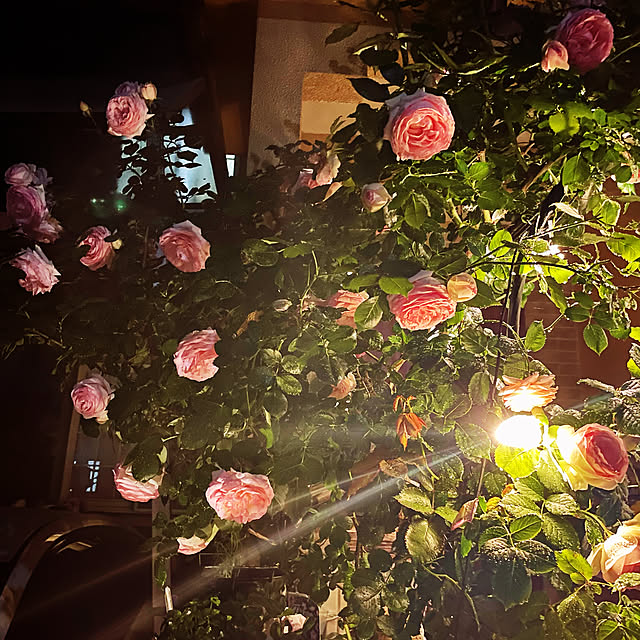 asako.10さんの実例写真