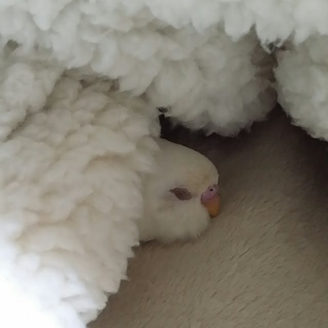 karinさんの実例写真