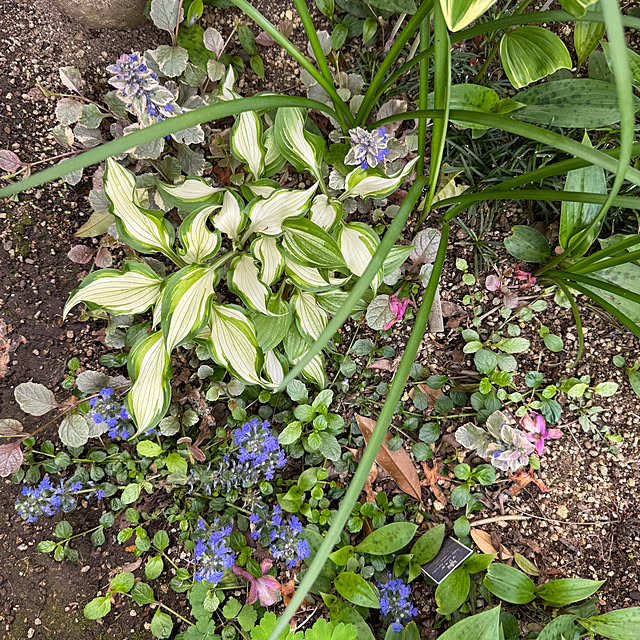 mamizaさんの部屋