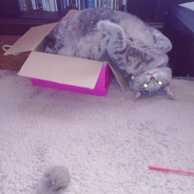 LIO_27さんの実例写真