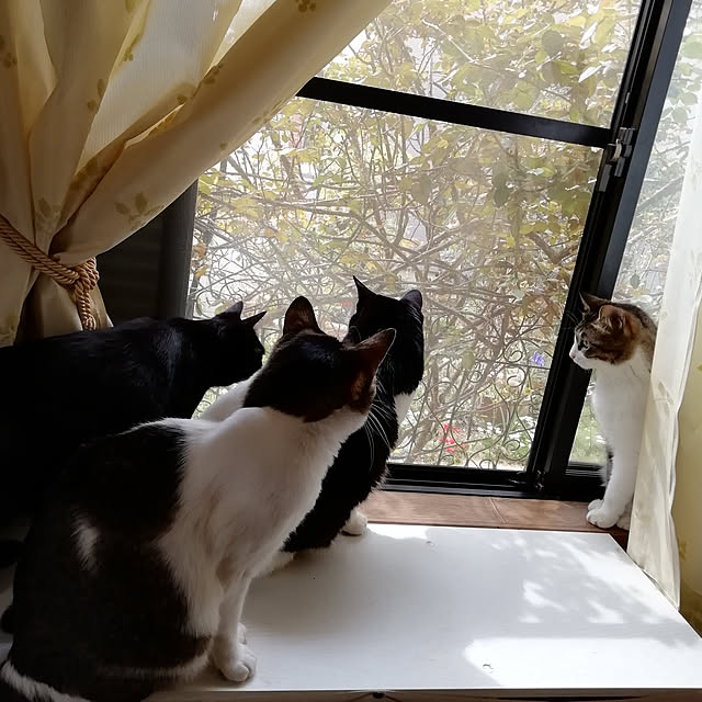 Tomopさんの実例写真