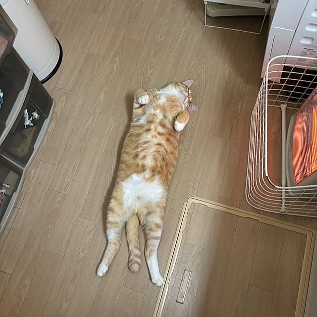 koromaroさんの実例写真