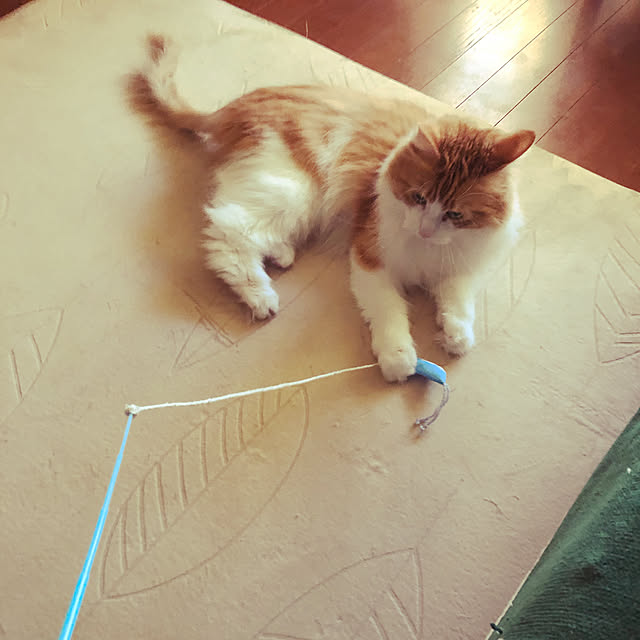 uchidaizuさんの実例写真