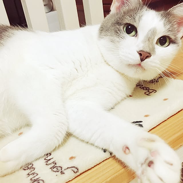 mintcatさんの実例写真
