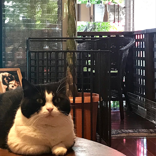 butachanさんの実例写真