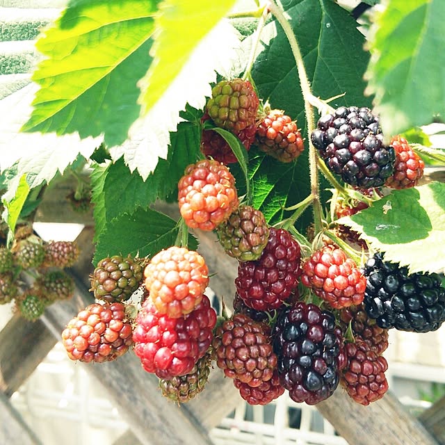 Smileberryさんの実例写真