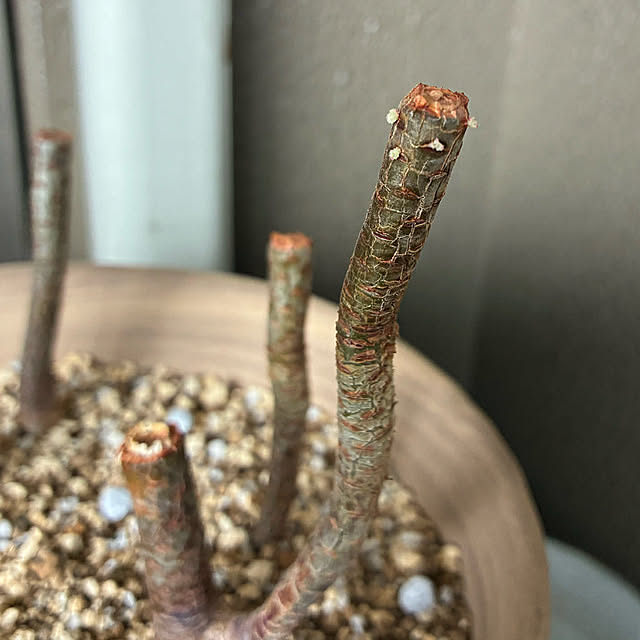 koshiregutyoさんの部屋