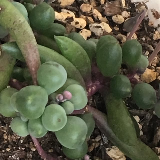 nomnom888さんの実例写真