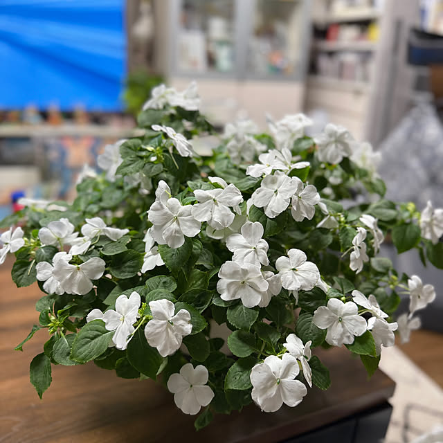 Aqettyさんの部屋