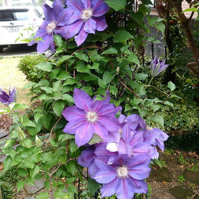 rassesachi.1231さんの実例写真