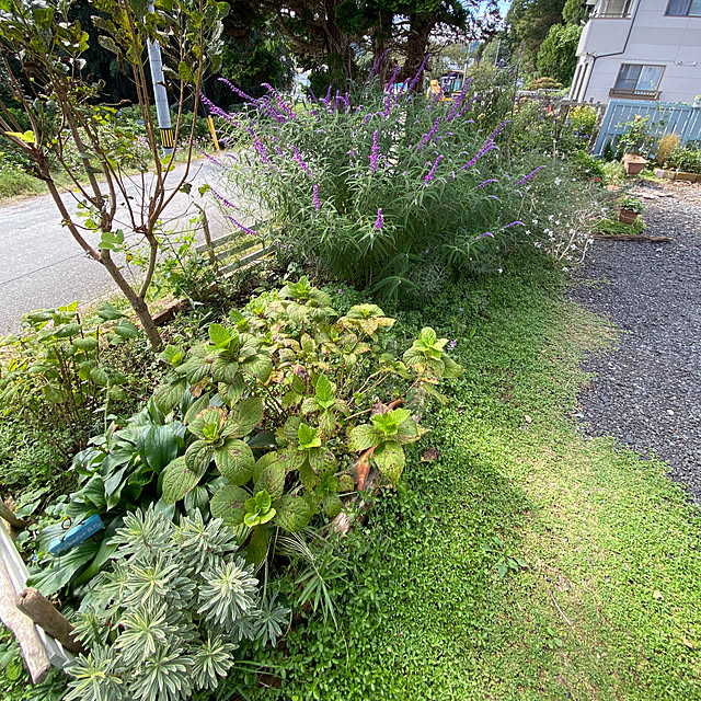 部屋全体/秋/花のある暮らし/庭/花壇...などのインテリア実例 - 2023-09-29 22:25:21