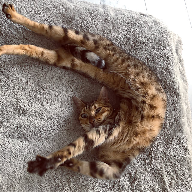 iranさんの実例写真