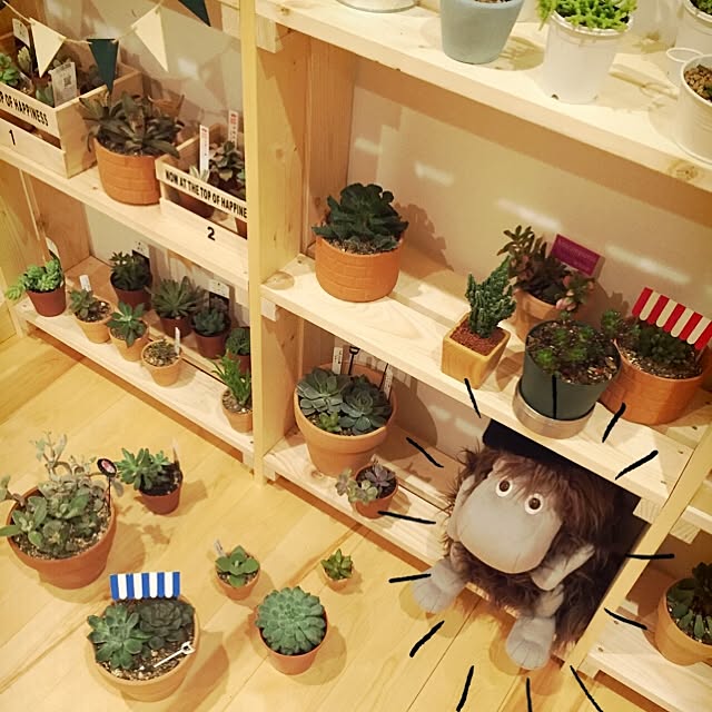 amopippiさんの実例写真