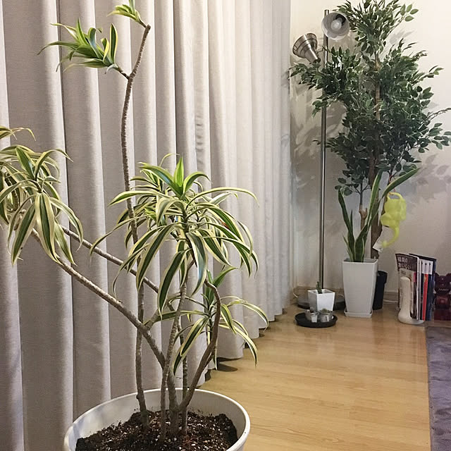 saeさんの実例写真