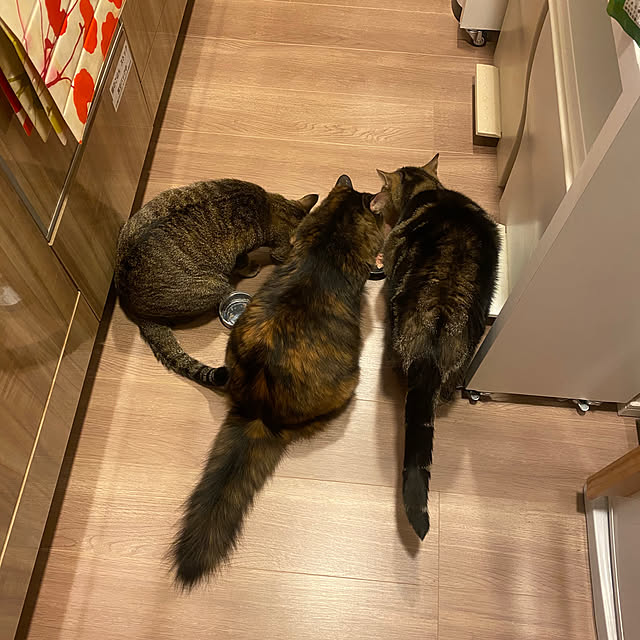mikomaruさんの実例写真