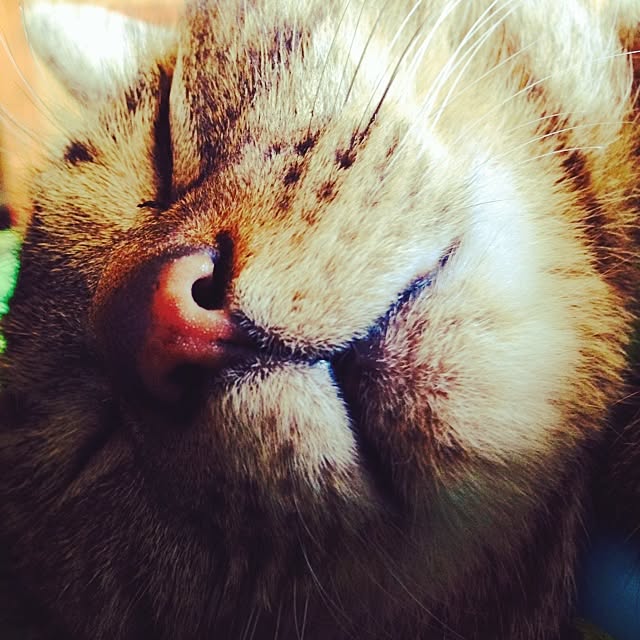 aiさんの実例写真