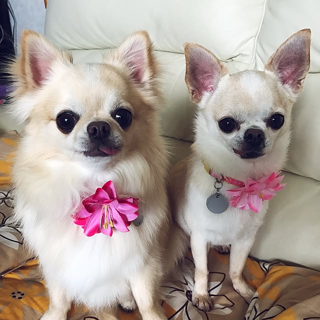rosemaryさんの実例写真