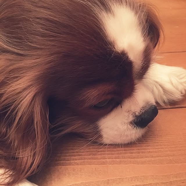 miyaさんの実例写真
