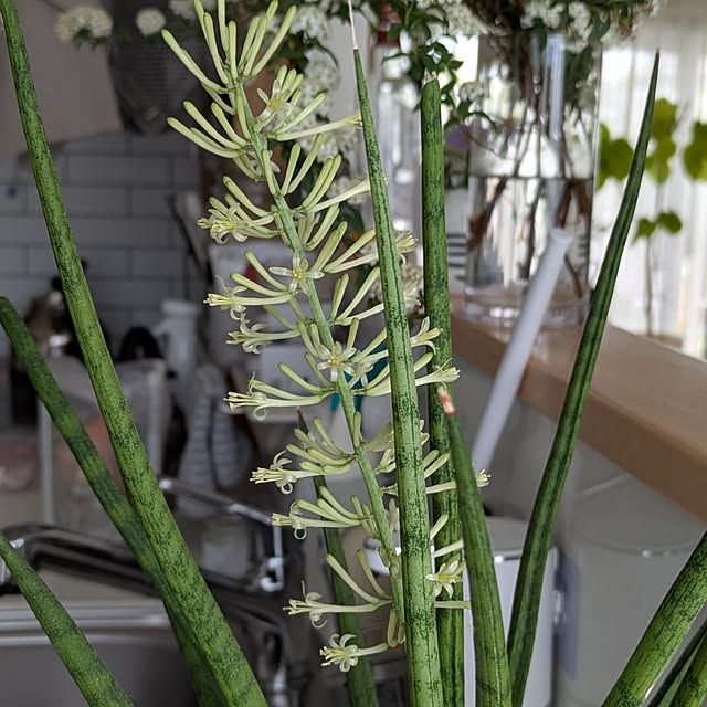 naoさんの実例写真