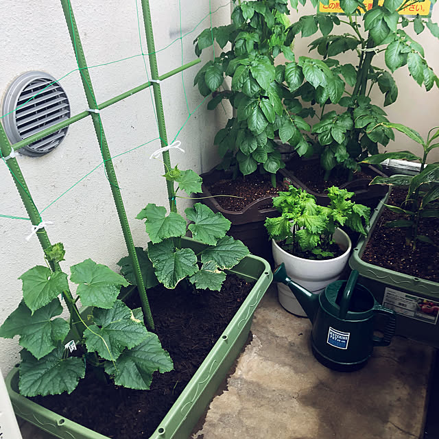 hanachanさんの部屋