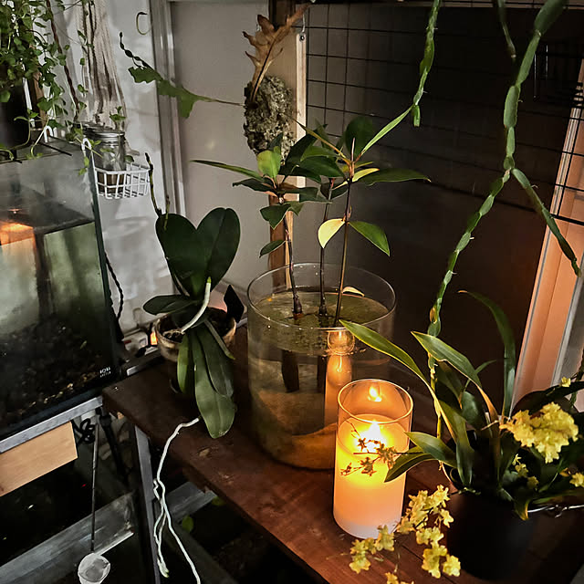 greycatsさんの実例写真