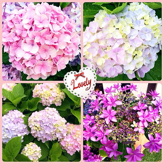 HappyRoseさんの実例写真