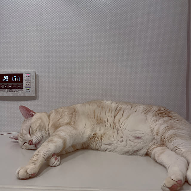 hiyupan88さんの実例写真
