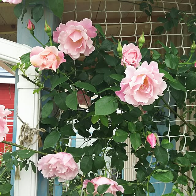akkeさんの実例写真