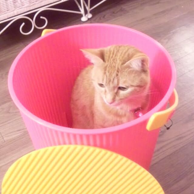 fu-ka24さんの実例写真