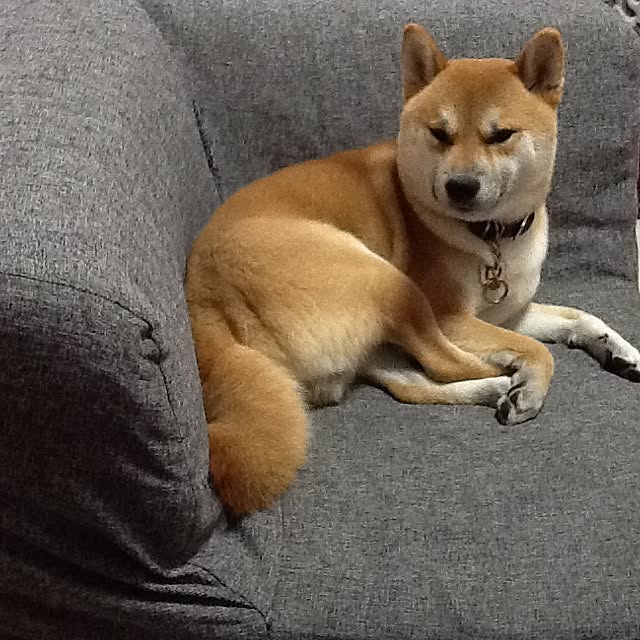 kotaさんの実例写真