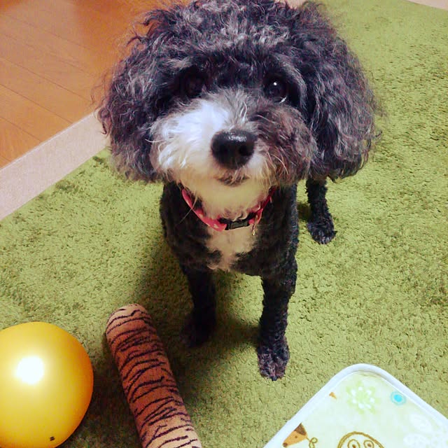 chinon7211さんの実例写真