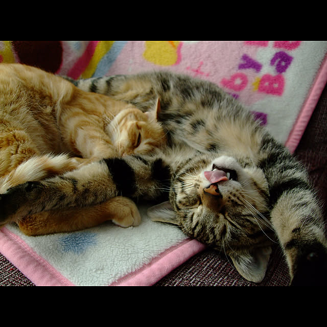 Nanaさんの実例写真