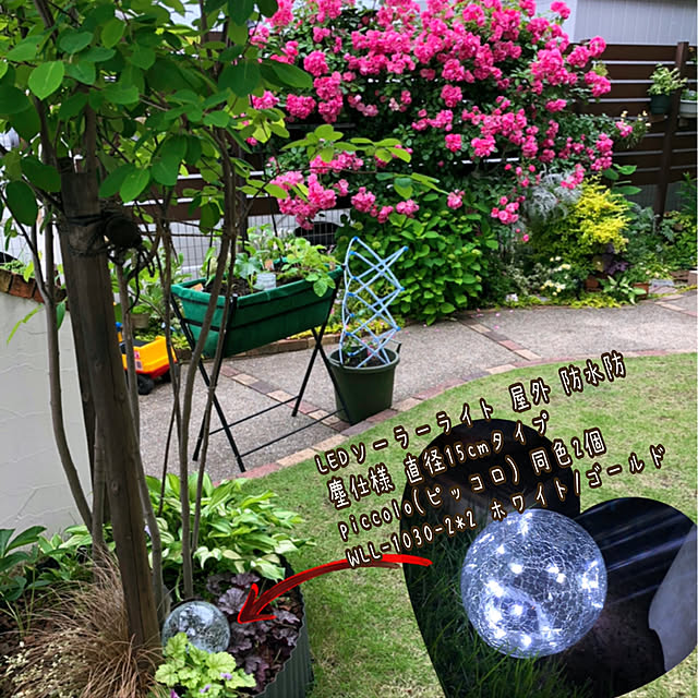 hinamamaの-ツワブキ 浮雲錦 5号鉢 斑入り 苗 石蕗 山野草 和風庭園 花苗 グランドカバー 日陰向き カラーリーフの家具・インテリア写真