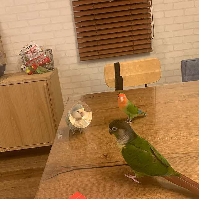 takenokoさんの実例写真