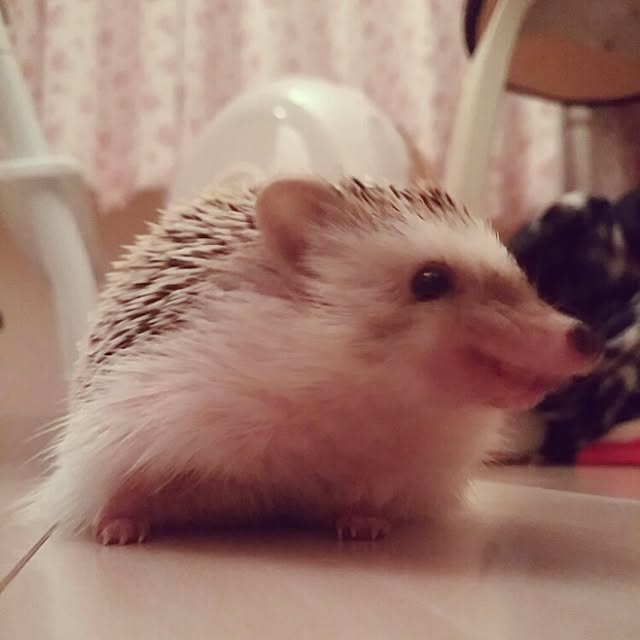 kuruさんの実例写真