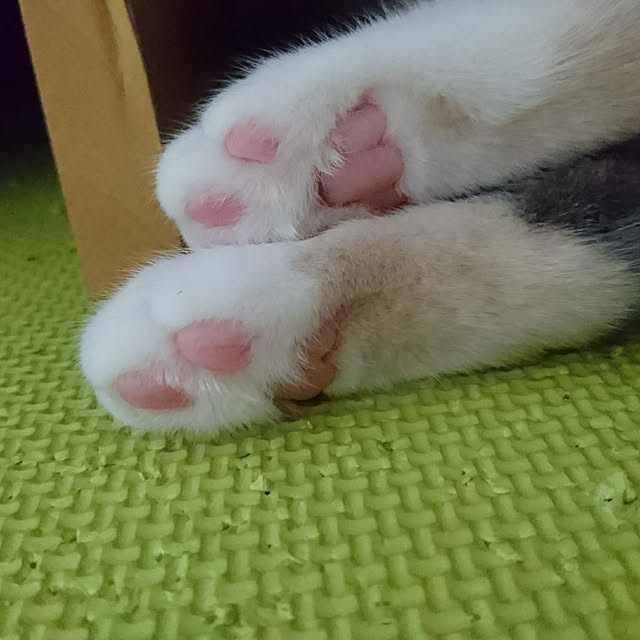 shinobuさんの実例写真