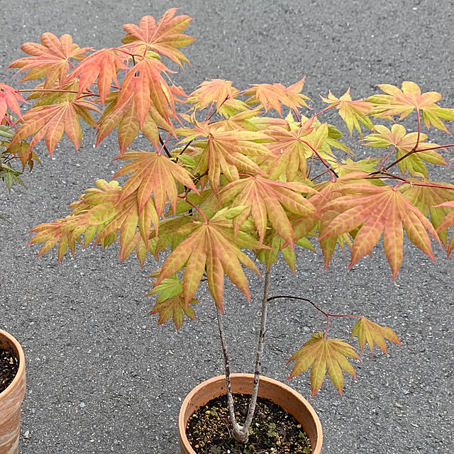 poi.cueさんの実例写真