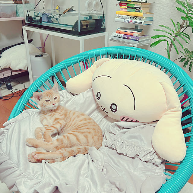mushiさんの実例写真