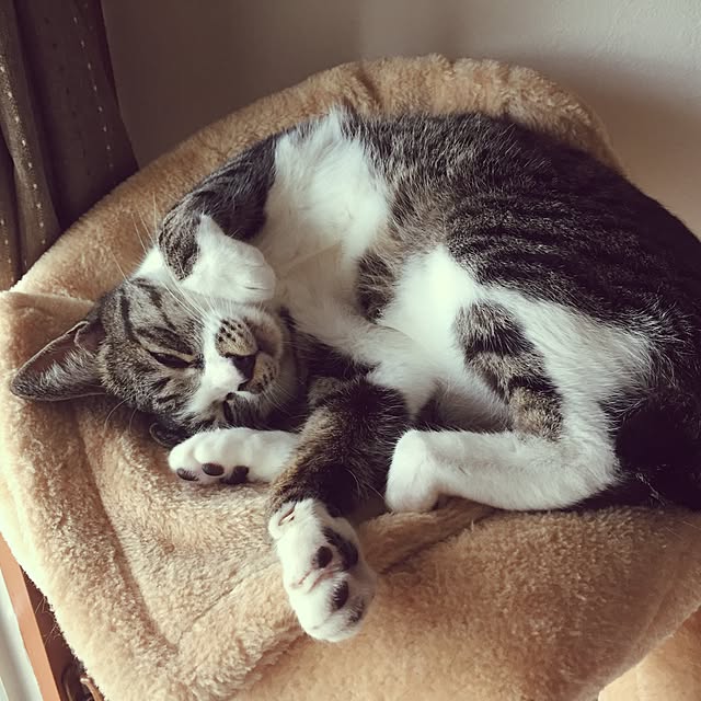 shinoさんの実例写真