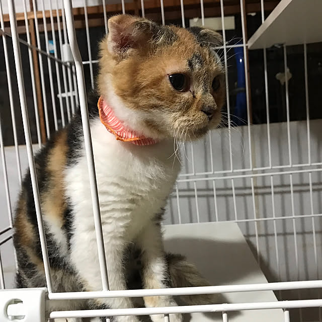 mamekinaさんの実例写真