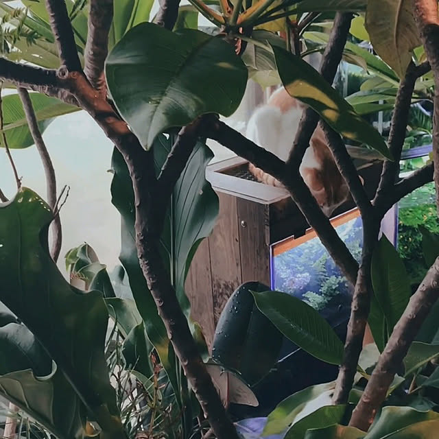 simayaさんの実例写真