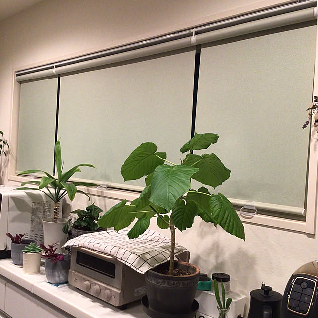 houenさんの部屋