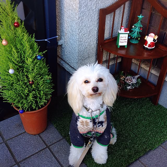 ichigoさんの実例写真