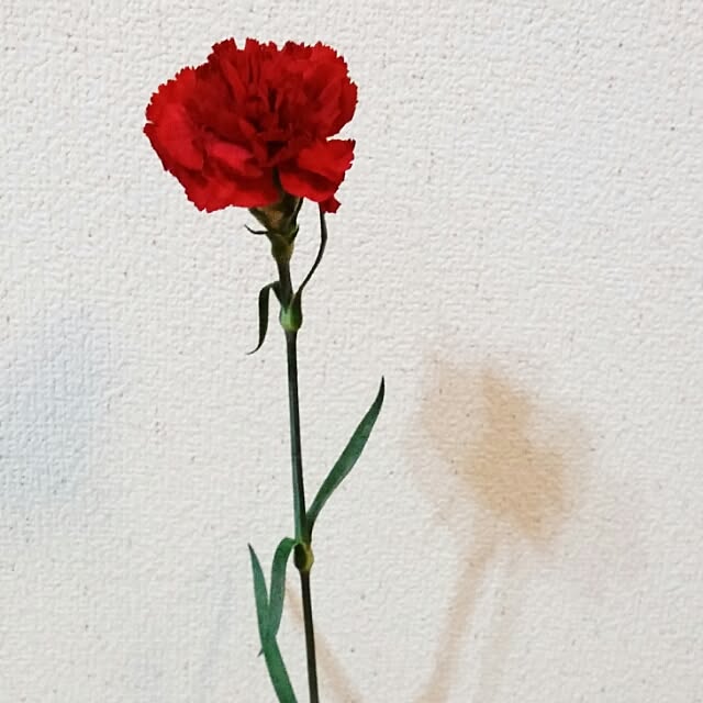 Mioさんの実例写真