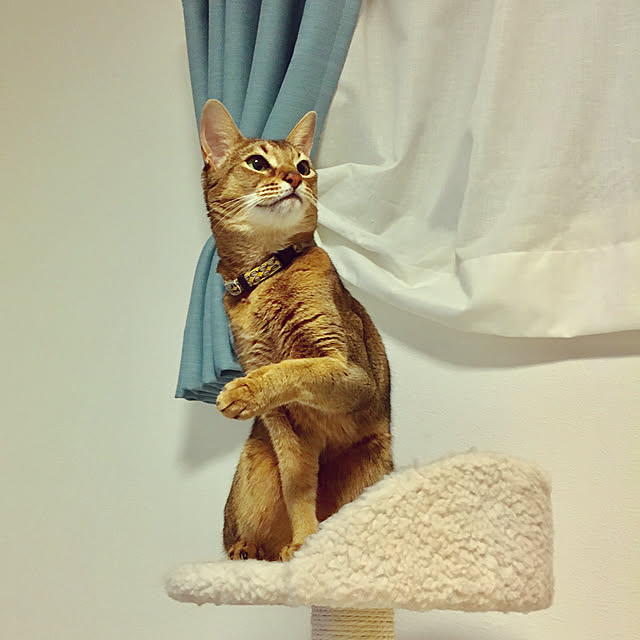 sakineko528さんの実例写真