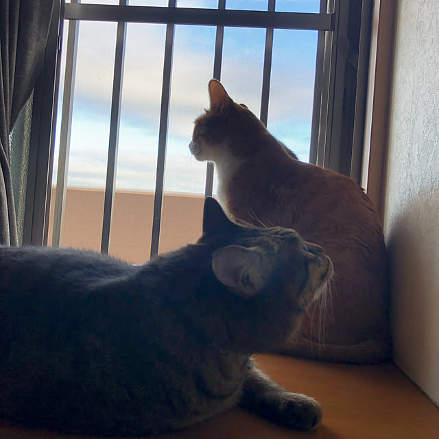 cha-ruさんの実例写真