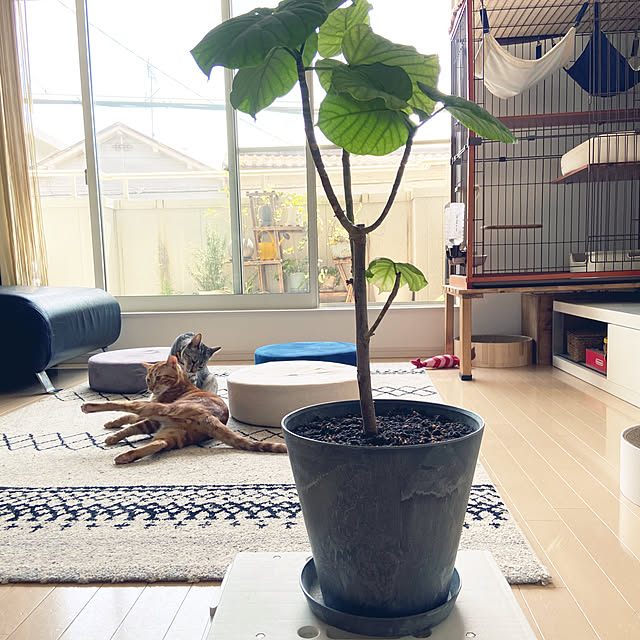 gachaさんの部屋