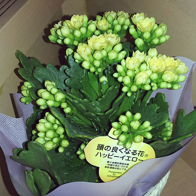 KOHAKUさんの実例写真