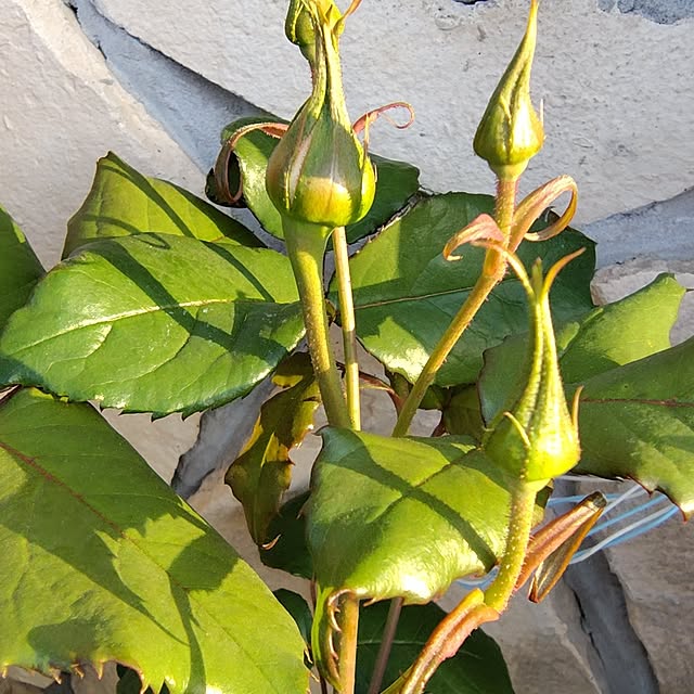 kaokaokaoさんの部屋