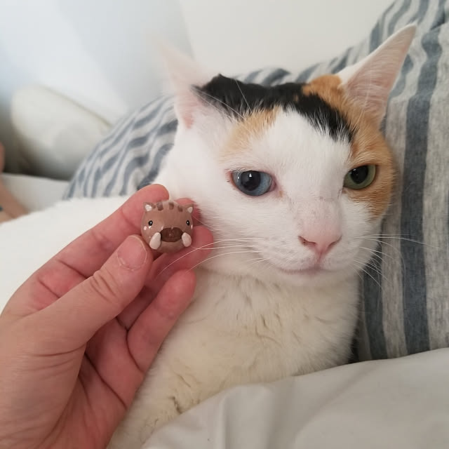 HOTARU.catさんの実例写真